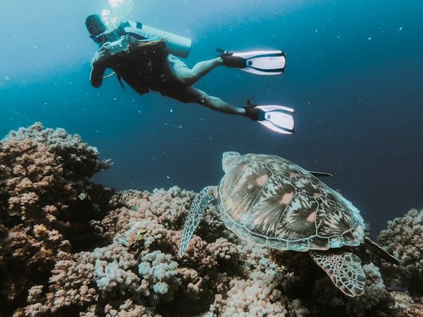 Où trouver les meilleurs spots de plongée sous-marine à Palau?